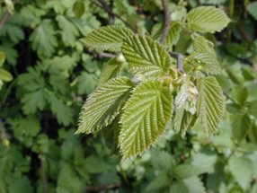 Corylus avellana_kumpfmüller