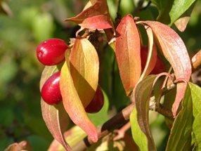 Cornus mas_Kumpfmüller Büro