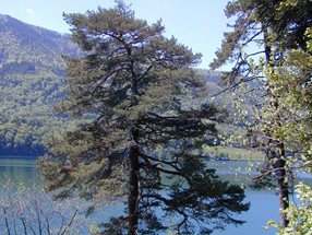 Pinus sylvestris_kumpfmüller