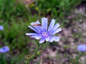 Schwebfliege auf Wegwarte_Kumpfmüller