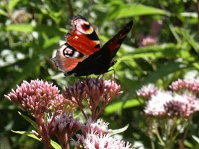 Eupatorium cannabinum