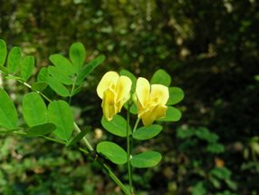 Hippocrepis emerus_Kumpfmüller Büro