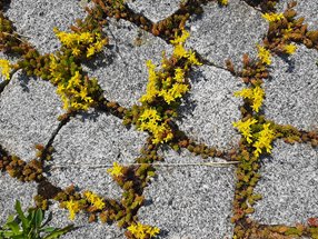 granitpflaster-sedum