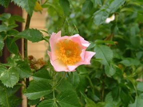 Rosa canina_kumpfmüller