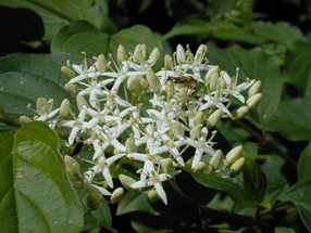 Cornus sanguinea_kumpfmüller