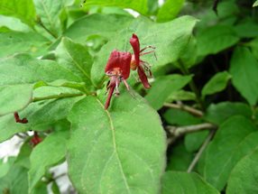 Lonicera alpigena_kumpfmüller