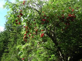 Sambucus racemosa_Kumpfmüller Büro