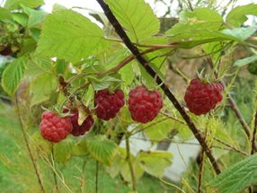 Rubus idaeus_Kumpfmüller Büro