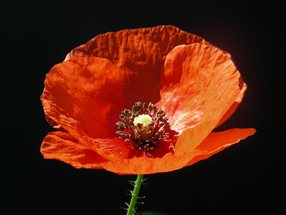 Papaver rhoeas_Kumpfmüller Büro