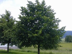 Tilia cordata_kumpfmüller