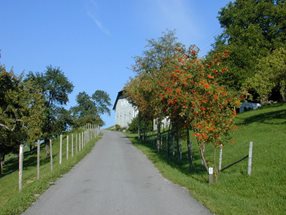 Sorbus aucuparia_kumpfmüller