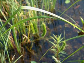 Carex pendula_Kumpfmüller Büro