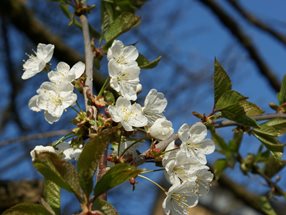 Prunus avium Blüte_kumpfmüller