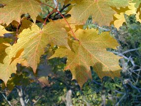 Acer platanoides Blatt_kumpfmüller