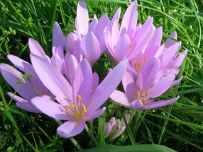 Colchicum autumnale_Polak