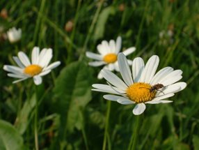 Leucanthemum vulgare_Kumpfmüller Büro