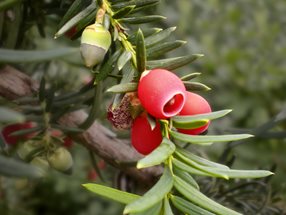 Taxus_baccata_PP