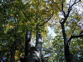 Fagus sylvatica_kumpfmüller