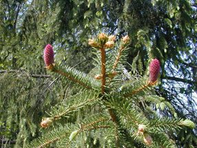 Picea abies_kumpfmüller