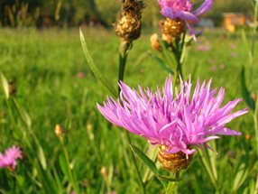 Centaurea jacea Polak