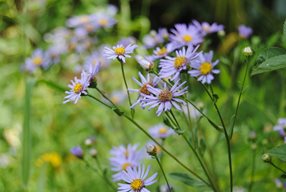 Aster amellus_Luftenberg_E_Hauser_t