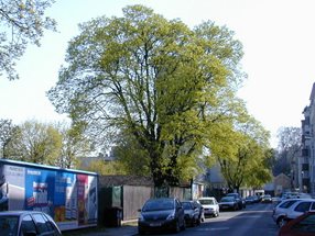 Acer platanoides_kumpfmüller