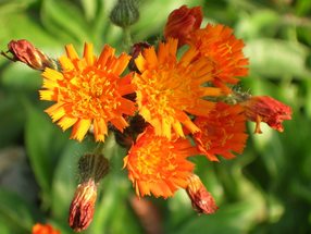 Hieracium aurantiacum_Polak