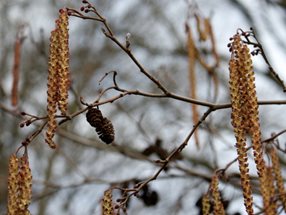 Alnus glutinosa_kumpfmüller