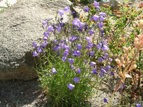 Campanula rotundifolia_Luger